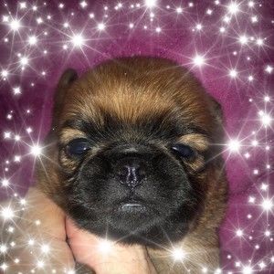 Meet your Posher, Bev